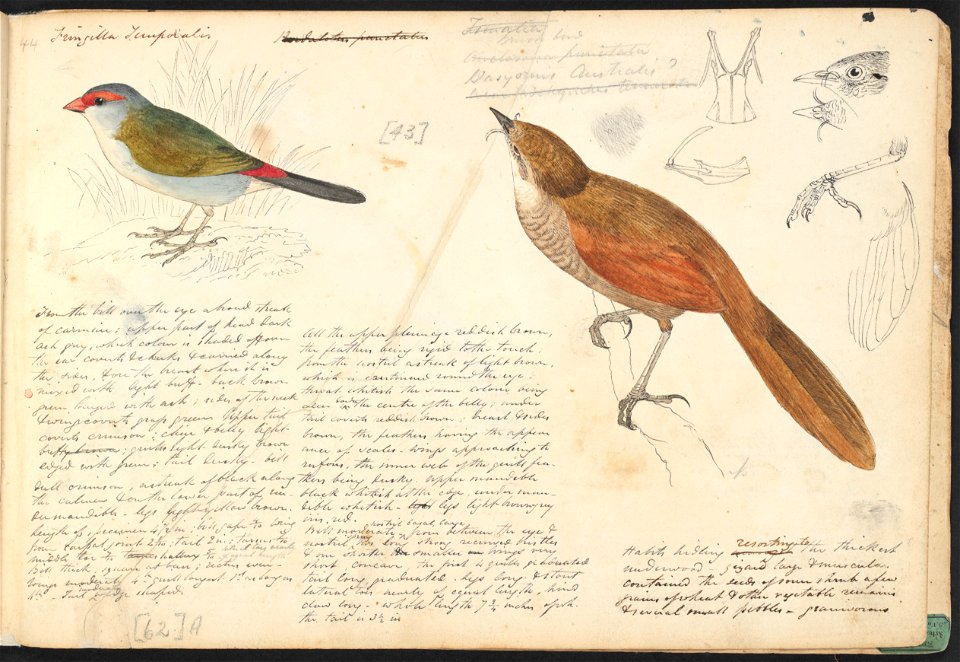 John Cotton's Notebook - file 44 - page 43