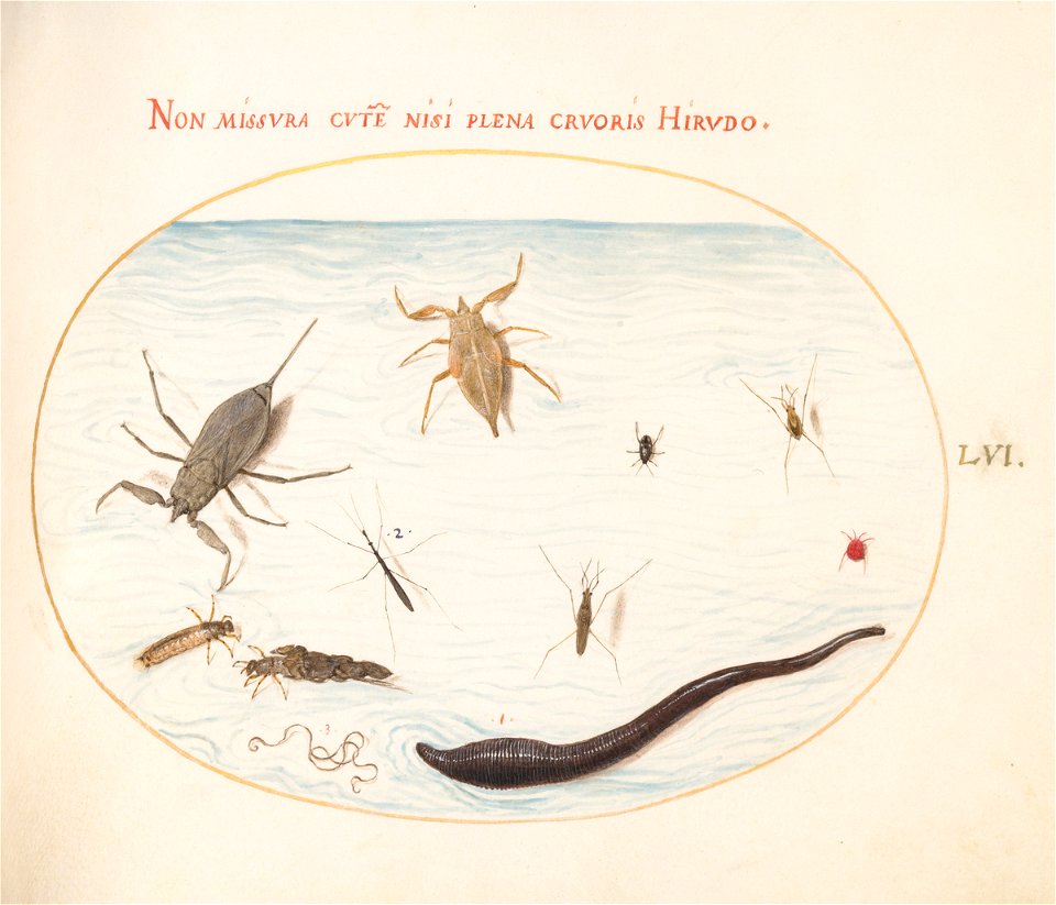 Joris Hoefnagel - Animalia Aqvatilia et Cochiliata (Aqva) Plate LVI