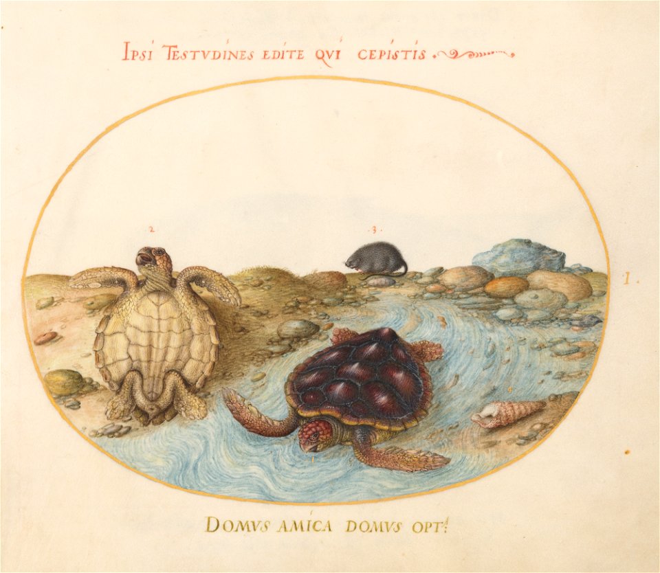 Joris Hoefnagel - Animalia Aqvatilia et Cochiliata (Aqva)- Plate I