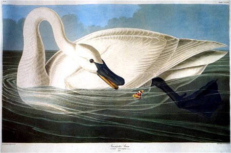 John-James-Audubon-001