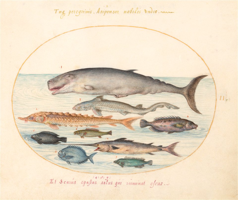 Joris Hoefnagel - Animalia Aqvatilia et Cochiliata (Aqva) Plate II