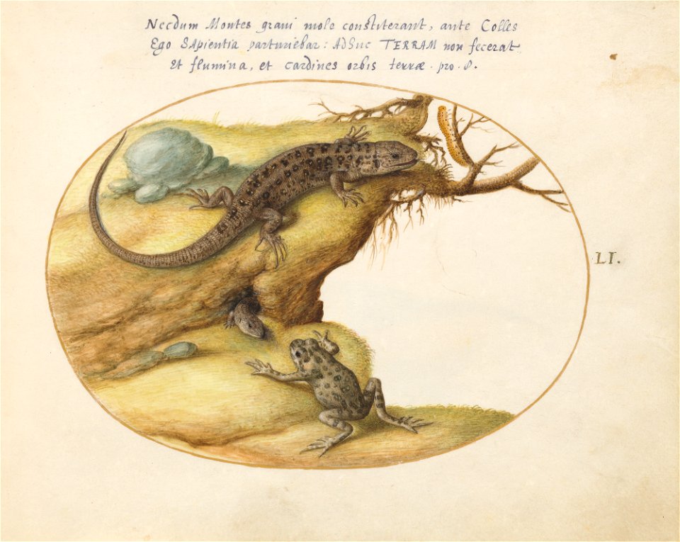 Joris Hoefnagel - Animalia Qvadrvpedia et Reptilia (Terra) Plate LI