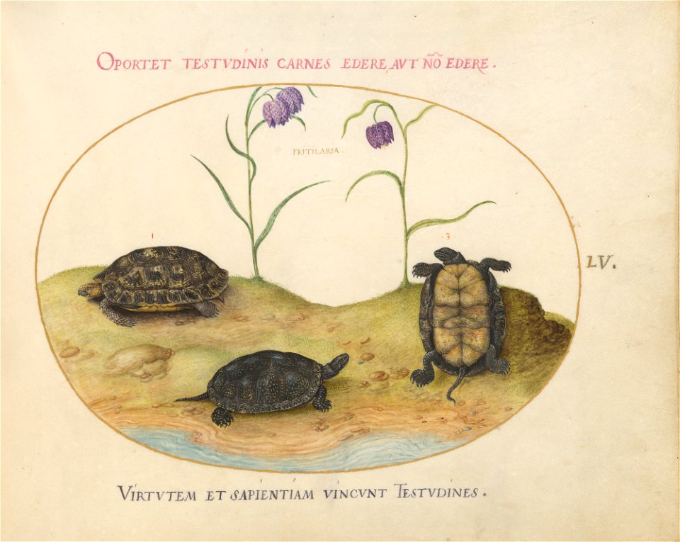Joris Hoefnagel - Animalia Qvadrvpedia et Reptilia (Terra) Plate LV