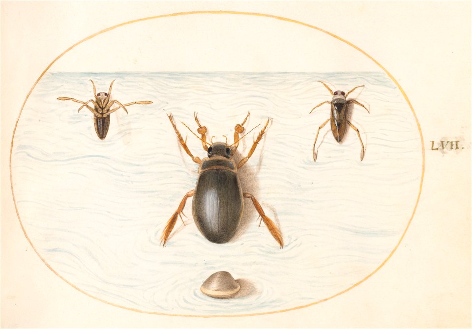 Joris Hoefnagel - Animalia Aqvatilia et Cochiliata (Aqva) Plate LVII