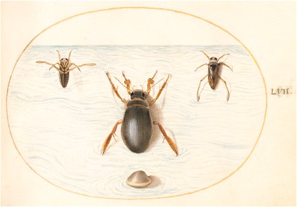Joris Hoefnagel - Animalia Aqvatilia et Cochiliata (Aqva) Plate LVII
