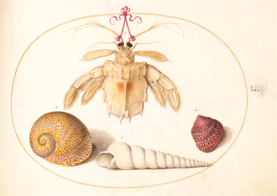 Joris Hoefnagel - Animalia Aqvatilia et Cochiliata (Aqva)- Plate L