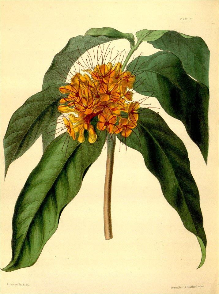Jonesia asoca Paxton 032