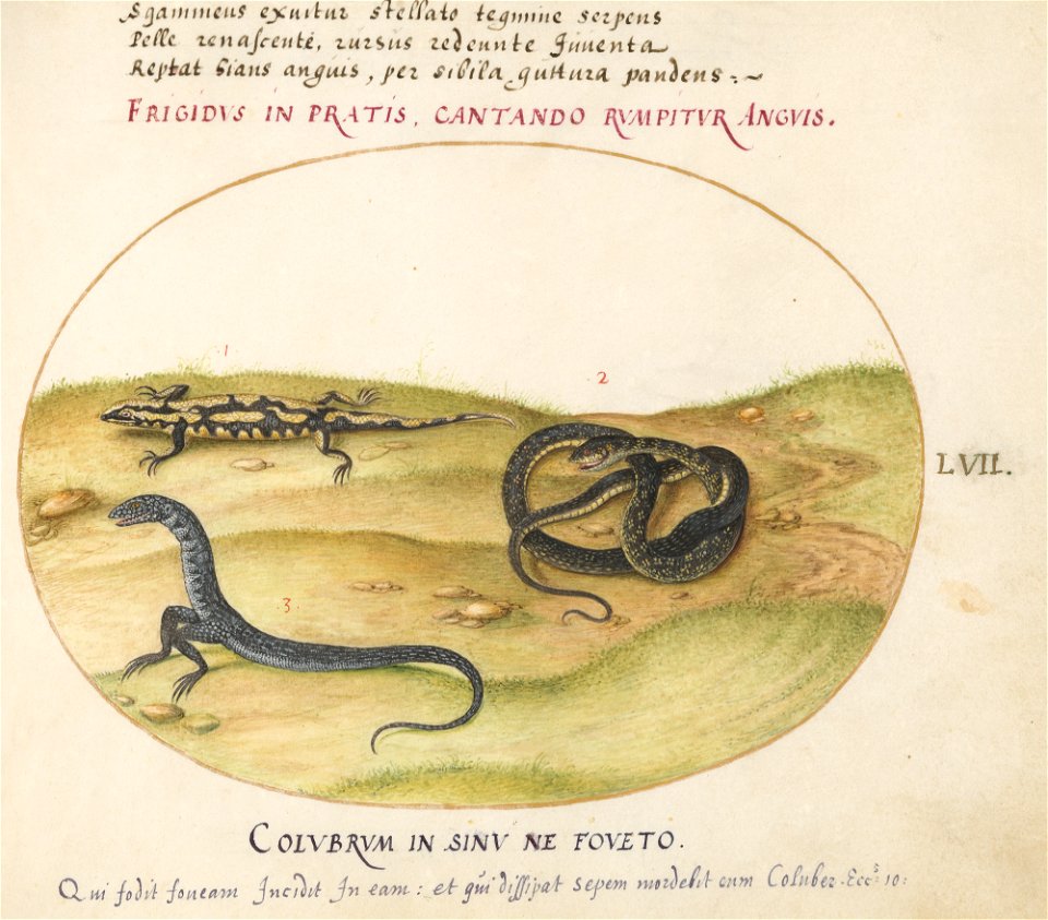 Joris Hoefnagel - Animalia Qvadrvpedia et Reptilia (Terra) Plate LVII