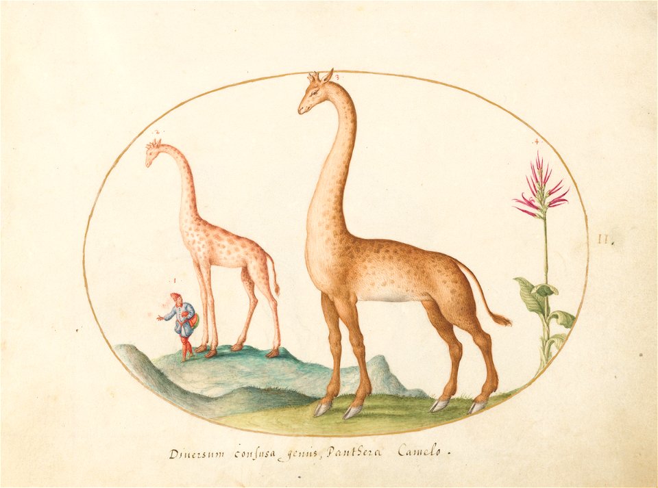 Joris Hoefnagel - Animalia Qvadrvpedia et Reptilia (Terra) Plate II