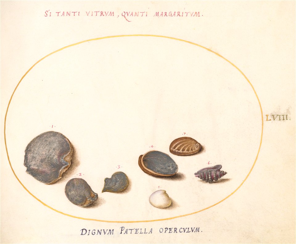 Joris Hoefnagel - Animalia Aqvatilia et Cochiliata (Aqva) Plate LVIII