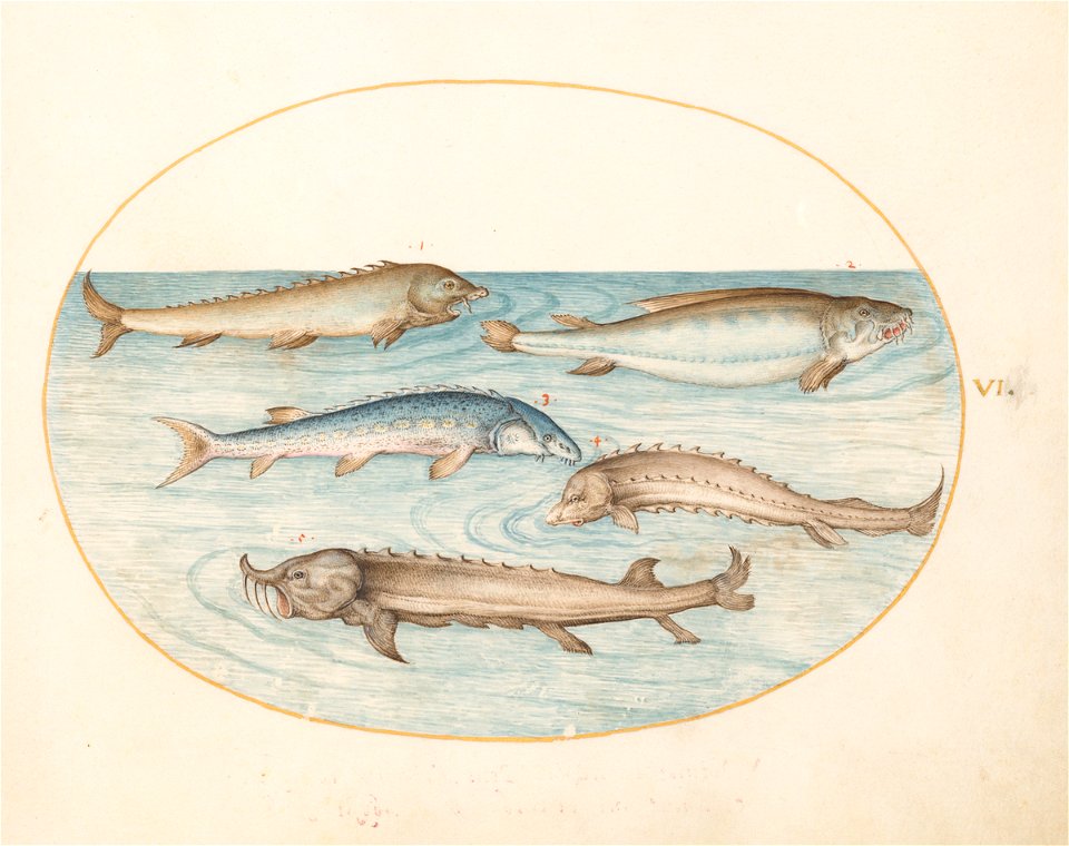 Joris Hoefnagel - Animalia Aqvatilia et Cochiliata (Aqva) Plate VI