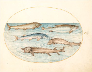 Joris Hoefnagel - Animalia Aqvatilia et Cochiliata (Aqva) Plate VI