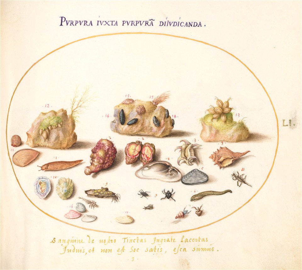 Joris Hoefnagel - Animalia Aqvatilia et Cochiliata (Aqva) Plate LI