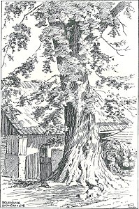 Josef Brož (1866-1949) - Bolikovice, zvonička v lípě