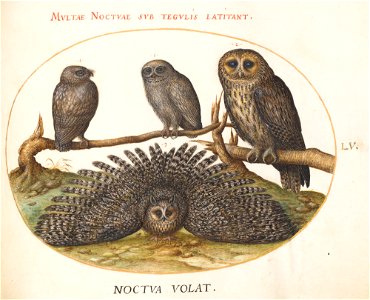 Joris Hoefnagel - Animalia Volatilia et Amphibia (Aier)- Plate LV