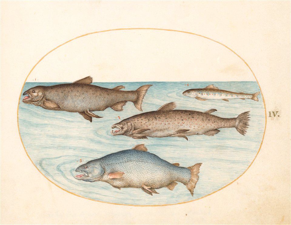 Joris Hoefnagel - Animalia Aqvatilia et Cochiliata (Aqva) Plate IV