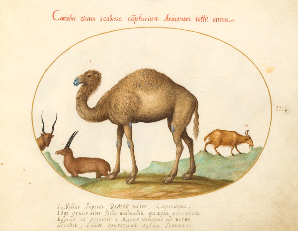 Joris Hoefnagel - Animalia Qvadrvpedia et Reptilia (Terra) Plate III