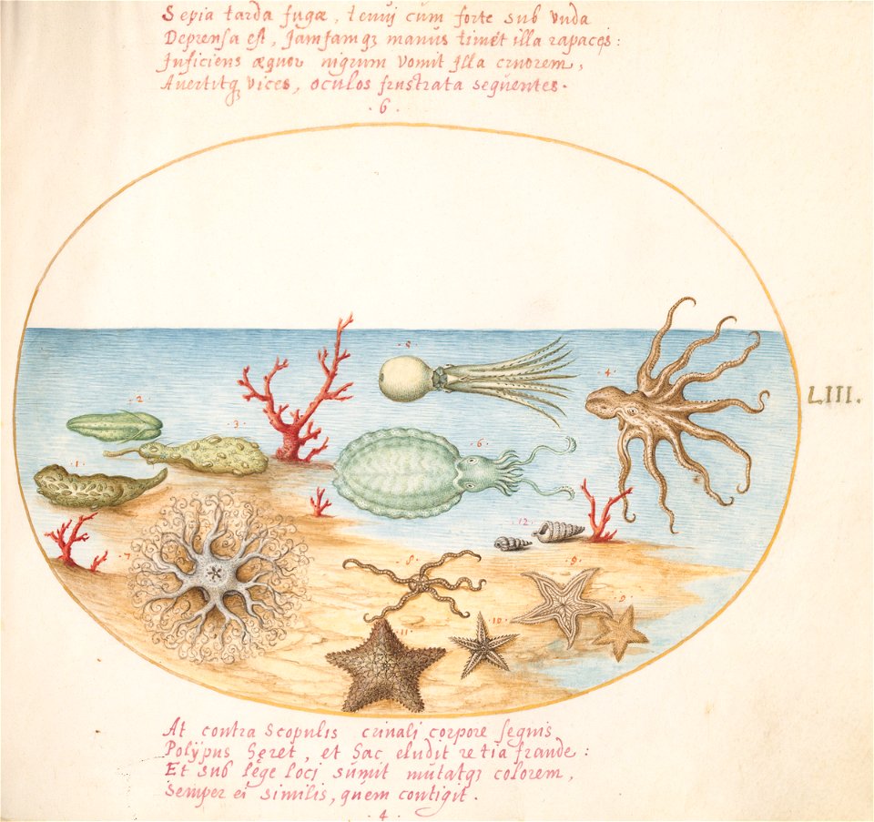 Joris Hoefnagel - Animalia Aqvatilia et Cochiliata (Aqva) Plate LIII