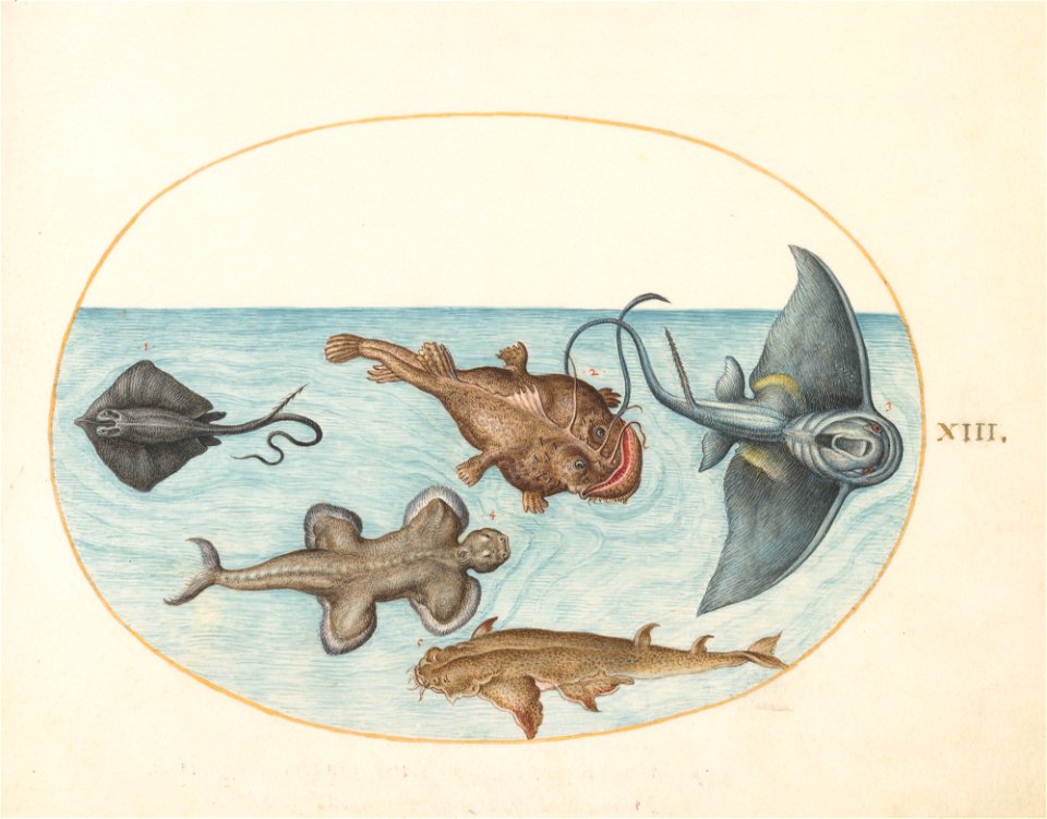 Joris Hoefnagel - Animalia Aqvatilia et Cochiliata (Aqva)- Plate XIII
