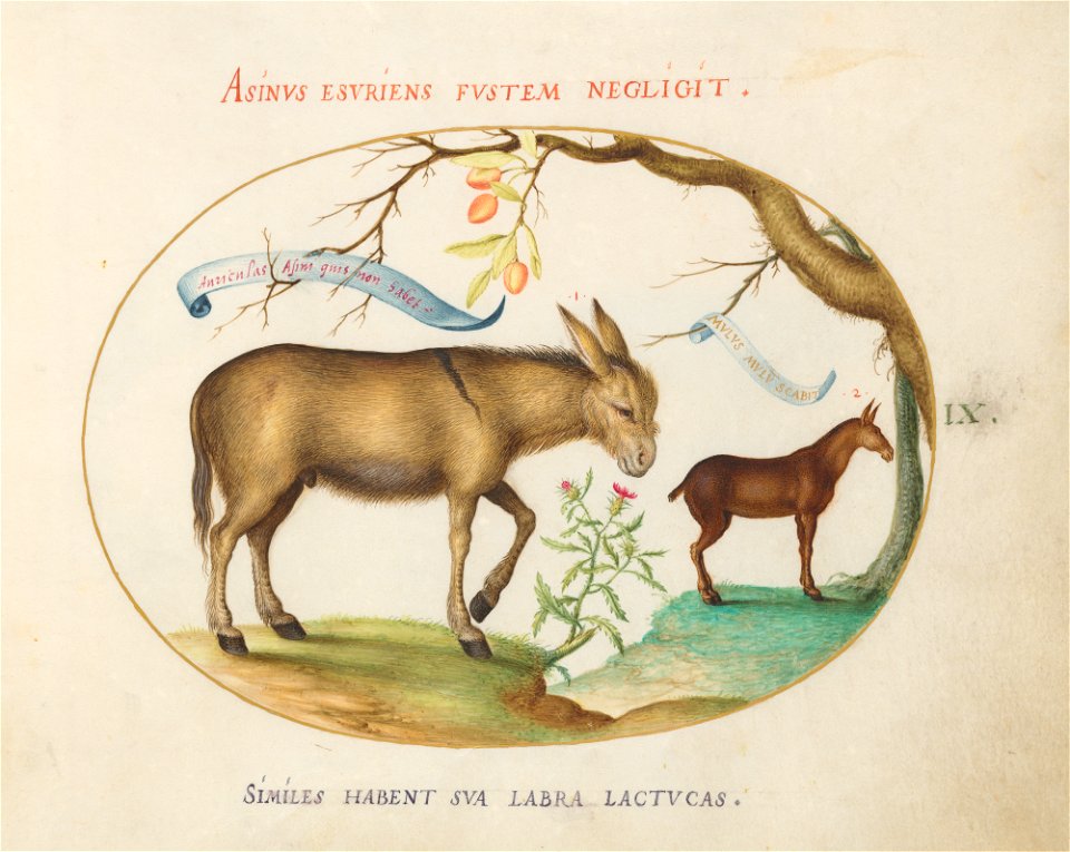 Joris Hoefnagel - Animalia Qvadrvpedia et Reptilia (Terra) Plate IX