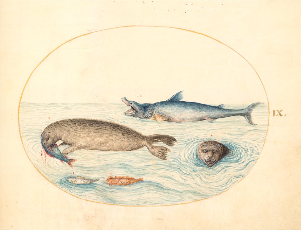 Joris Hoefnagel - Animalia Aqvatilia et Cochiliata (Aqva) Plate IX