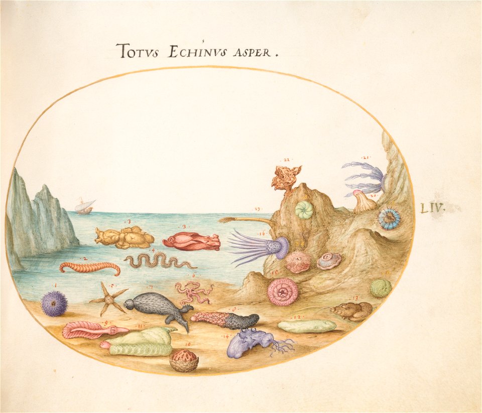 Joris Hoefnagel - Animalia Aqvatilia et Cochiliata (Aqva) Plate LIV