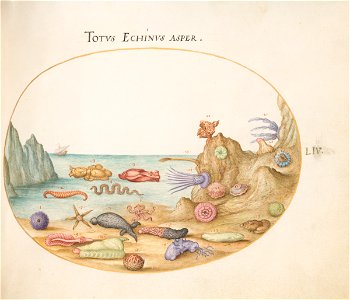 Joris Hoefnagel - Animalia Aqvatilia et Cochiliata (Aqva) Plate LIV