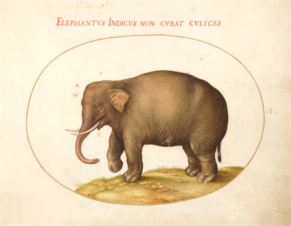 Joris hoefnagel - Animalia Qvadrvpedia et Reptilia (Terra)- Plate I