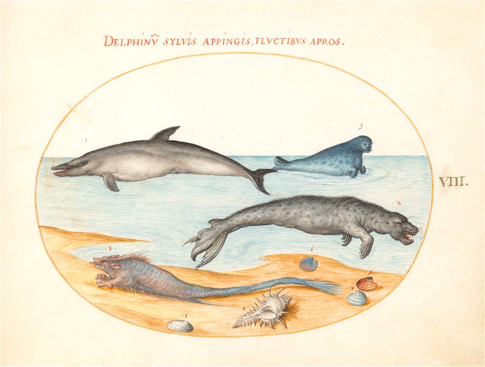 Joris Hoefnagel - Animalia Aqvatilia et Cochiliata (Aqva) Plate VIII