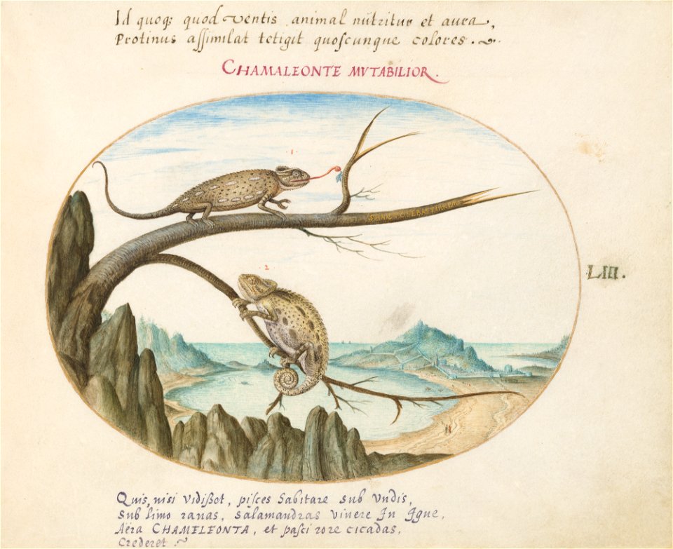 Joris Hoefnagel - Animalia Qvadrvpedia et Reptilia (Terra) Plate LIII