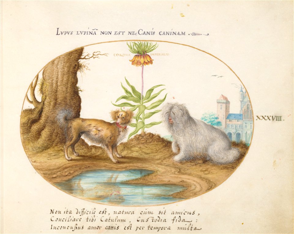 Joris Hoefnagel - Animalia Aqvatilia et Cochiliata (Aqva)- Plate XXXVIII
