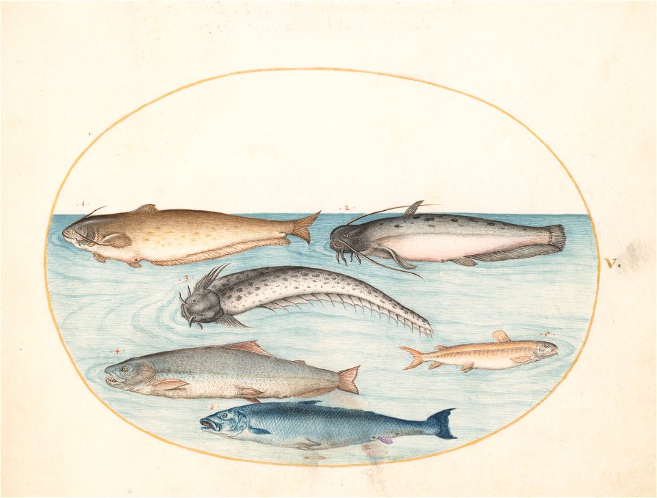 Joris Hoefnagel - Animalia Aqvatilia et Cochiliata (Aqva) Plate V