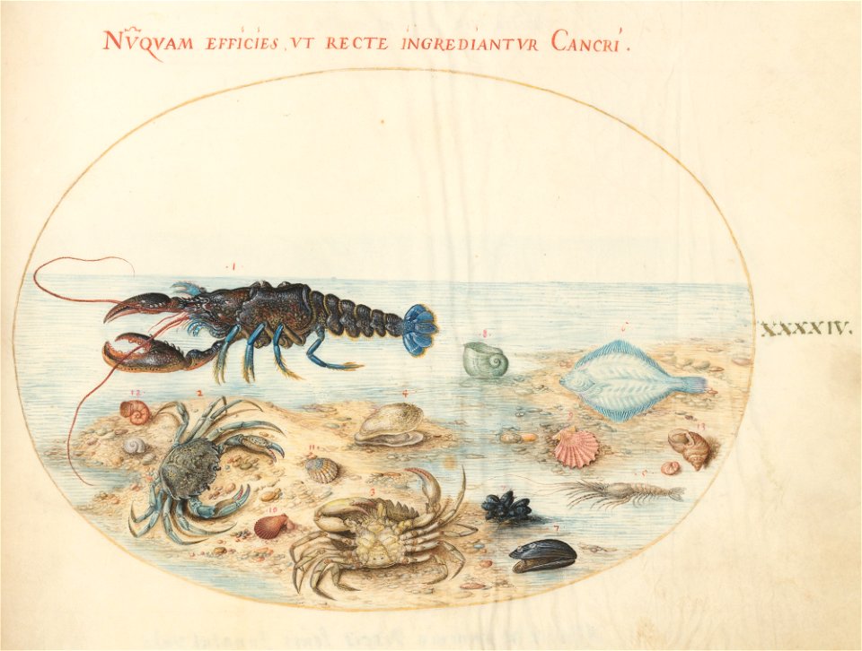 Joris Hoefnagel - Animalia Aqvatilia et Cochiliata (Aqva)- Plate XLIV