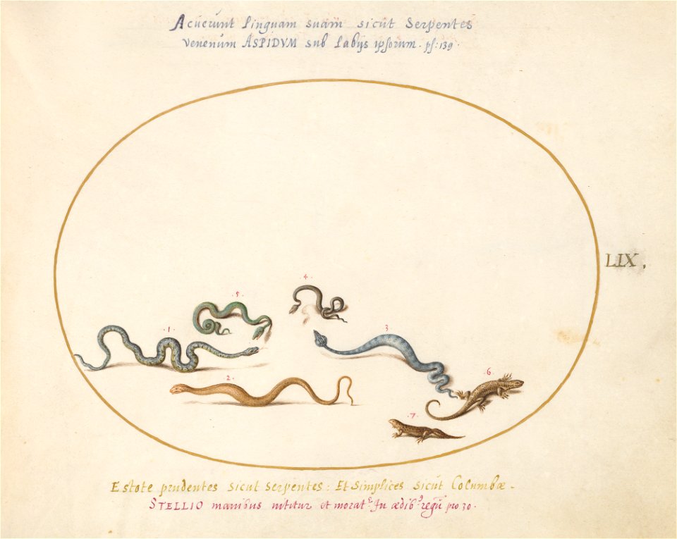 Joris Hoefnagel - Animalia Qvadrvpedia et Reptilia (Terra) Plate LIX