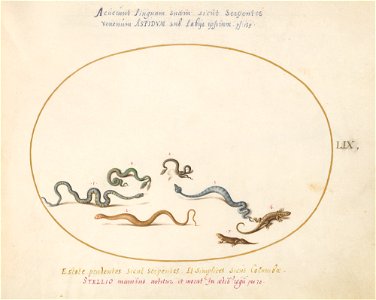 Joris Hoefnagel - Animalia Qvadrvpedia et Reptilia (Terra) Plate LIX