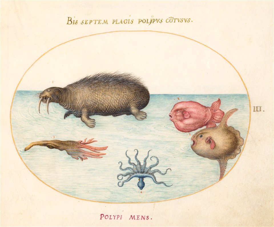 Joris Hoefnagel - Animalia Aqvatilia et Cochiliata (Aqva) Plate III