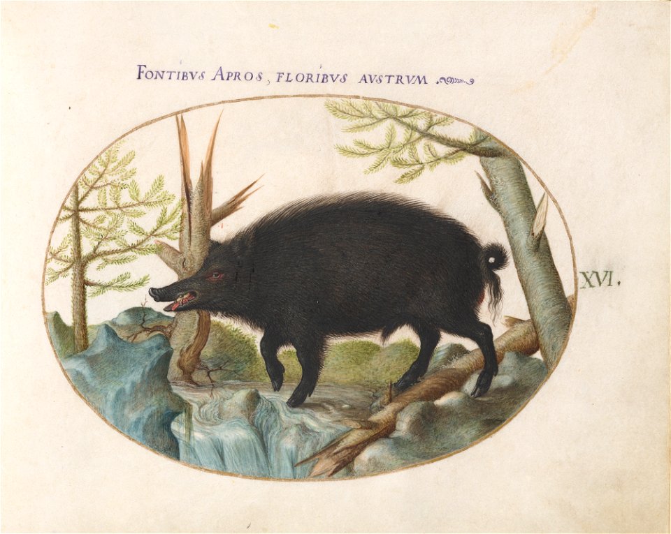 Joris Hoefnagel -Animalia Qvadrvpedia et Reptilia (Terra)- Plate XVI