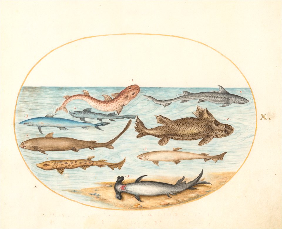 Joris Hoefnagel - Animalia Aqvatilia et Cochiliata (Aqva) Plate X