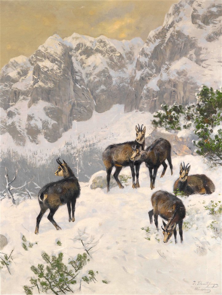 Josef Schmitzberger Gämse im Winter