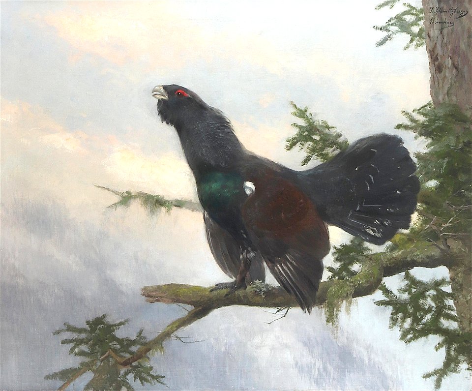 Josef Schmitzberger - Auerhahn