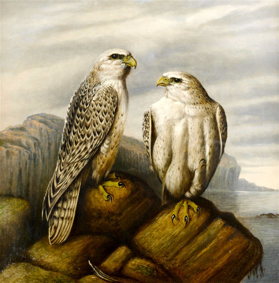 Josef Wolf (attr) Gyr falcons on a rocky ledge