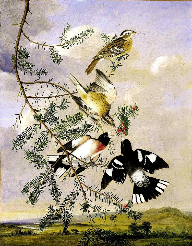 Joseph Bartholomew Kidd - Rose-Breasted Grosbeak - 1953.3.4 - Smithsonian American Art Museum