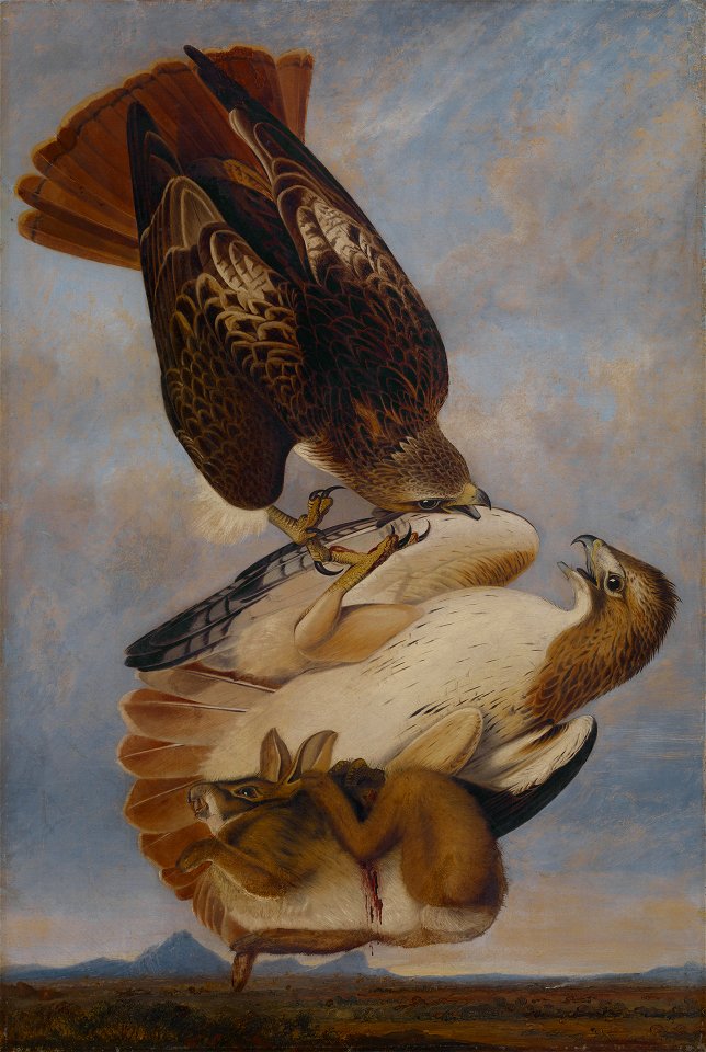 Joseph Bartholomew Kidd - Red Tailed Hawk - 1951.21.1 - Yale University Art Gallery