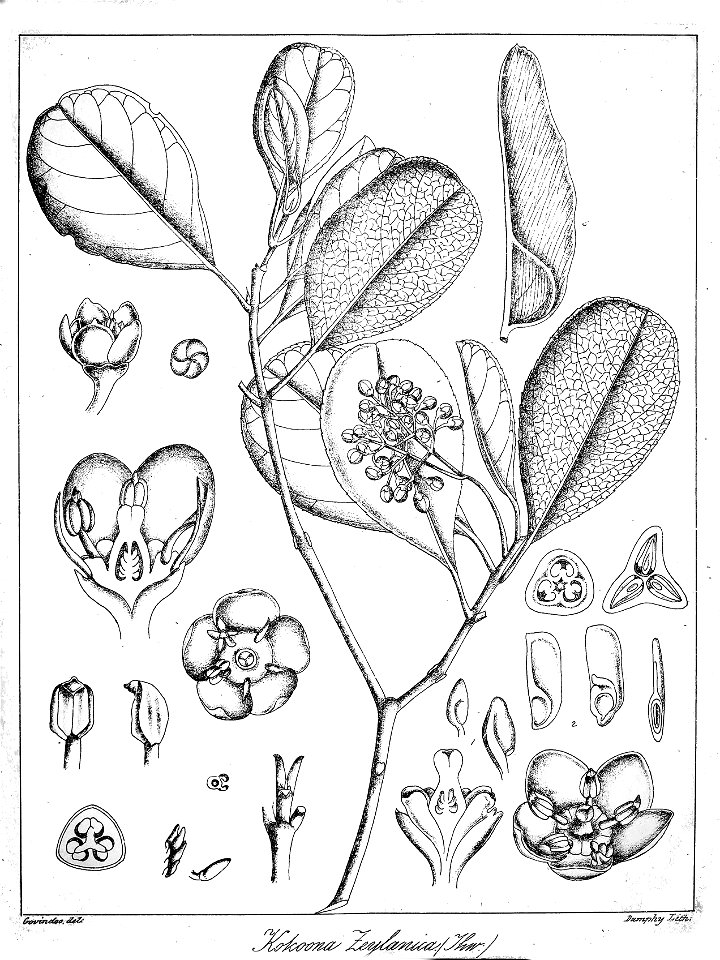 Kokoona zeylanica Govindoo