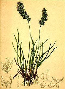 Koeleria hirsuta Atlas Alpenflora. Free illustration for personal and commercial use.