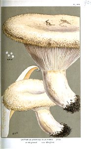 Lactarius cilicioides-Cooke