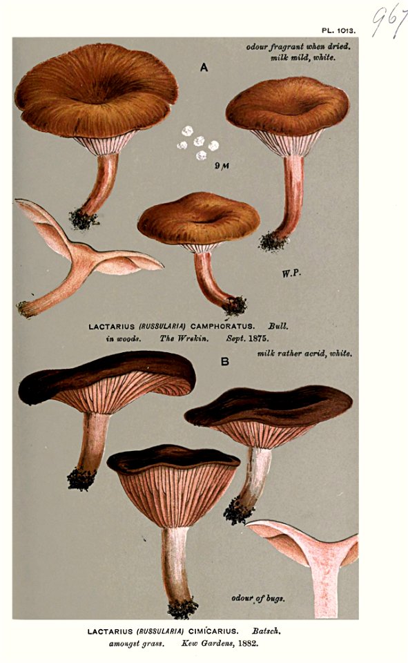Lactarius camphoratus - Lactarius cimicarius-Cooke
