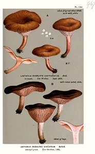 Lactarius camphoratus - Lactarius cimicarius-Cooke