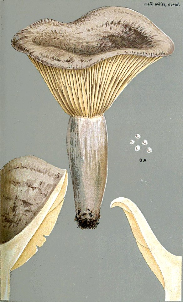 Lactarius flexuosus-Cooke-trimmed