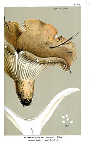 Lactarius trivialis-Cooke